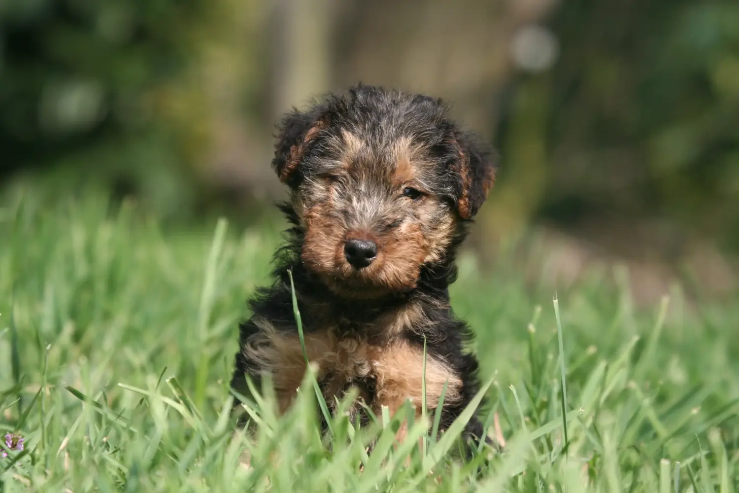 Egy welsh terrier kiskutya megvásárlása felelősségvállalást jelent! Vásároljon welsh terrier kiskutyákat.