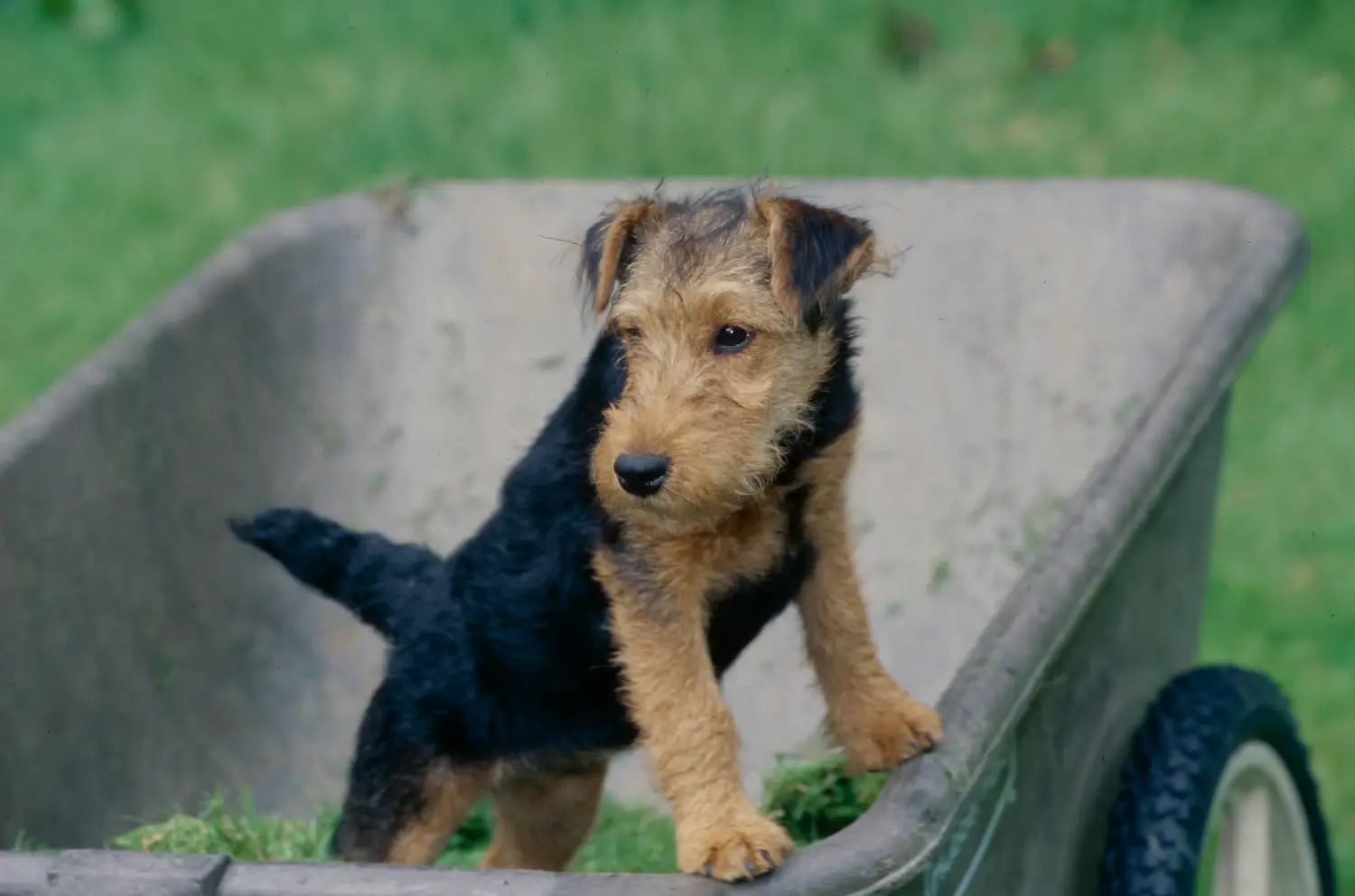 Egy welsh terrier kiskutya megvásárlása felelősségvállalást jelent! Vásároljon welsh terrier kiskutyákat.
