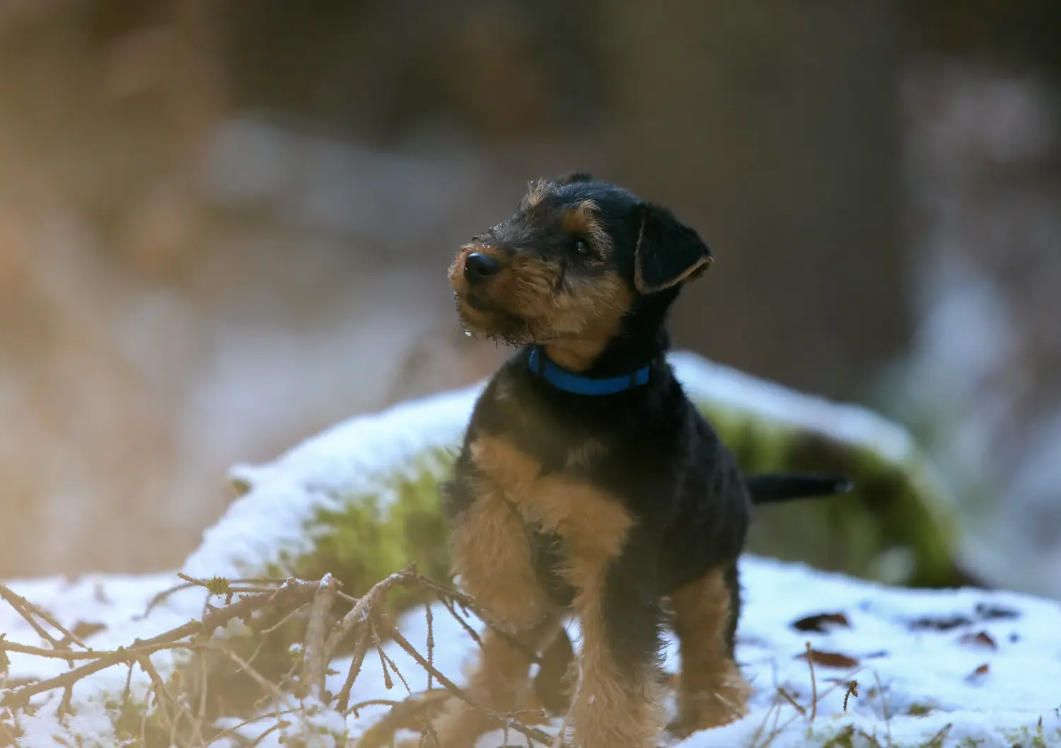 Egy welsh terrier kiskutya megvásárlása felelősségvállalást jelent! Vásároljon welsh terrier kiskutyákat.