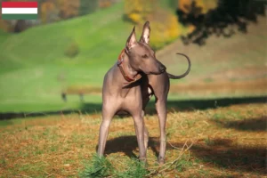 Read more about the article Xolo tenyésztők és kiskutyák Magyarországon