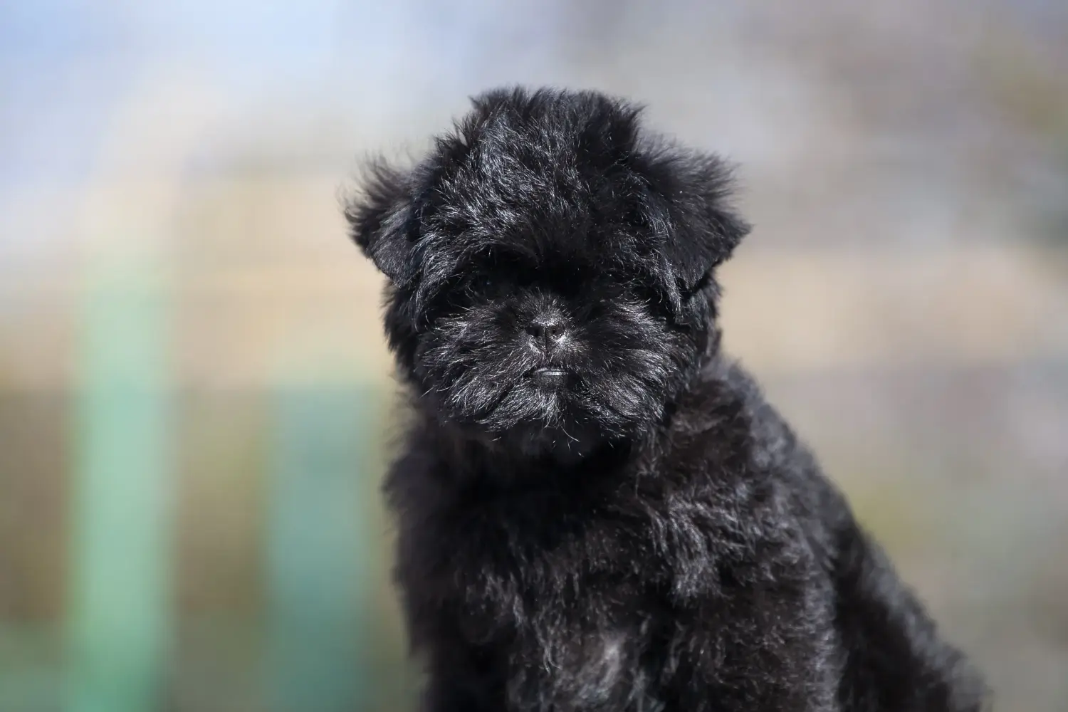 Affenpinscher kiskutya vásárlása felelősségvállalást jelent! Affenpinscher kiskutyák vásárlása.