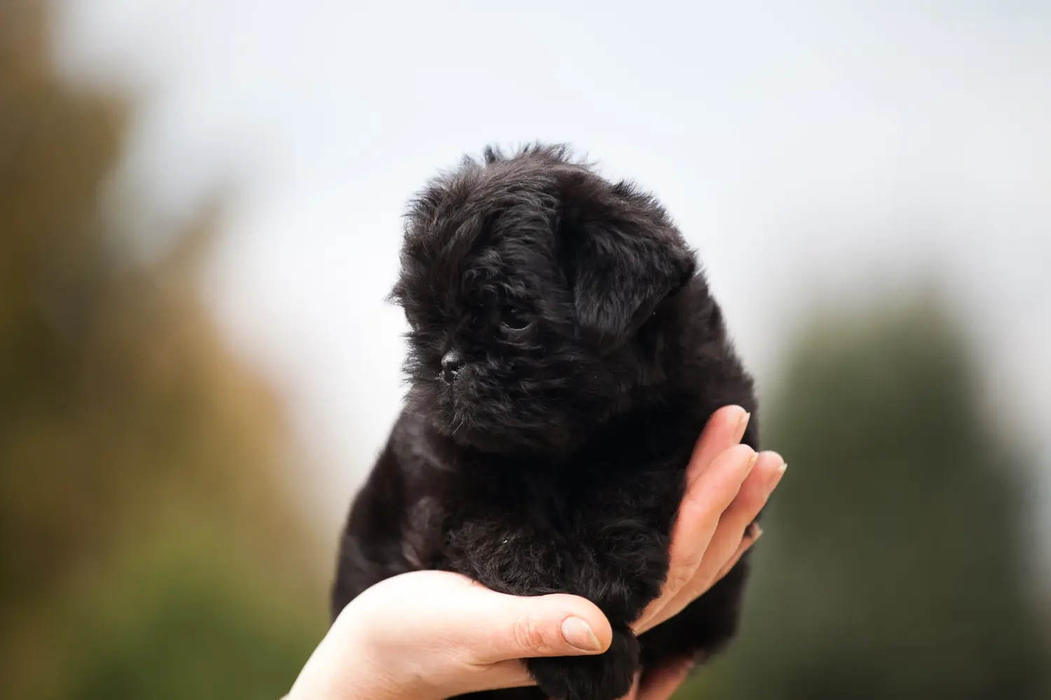 Affenpinscher kiskutya vásárlása felelősségvállalást jelent! Affenpinscher kiskutyák vásárlása.