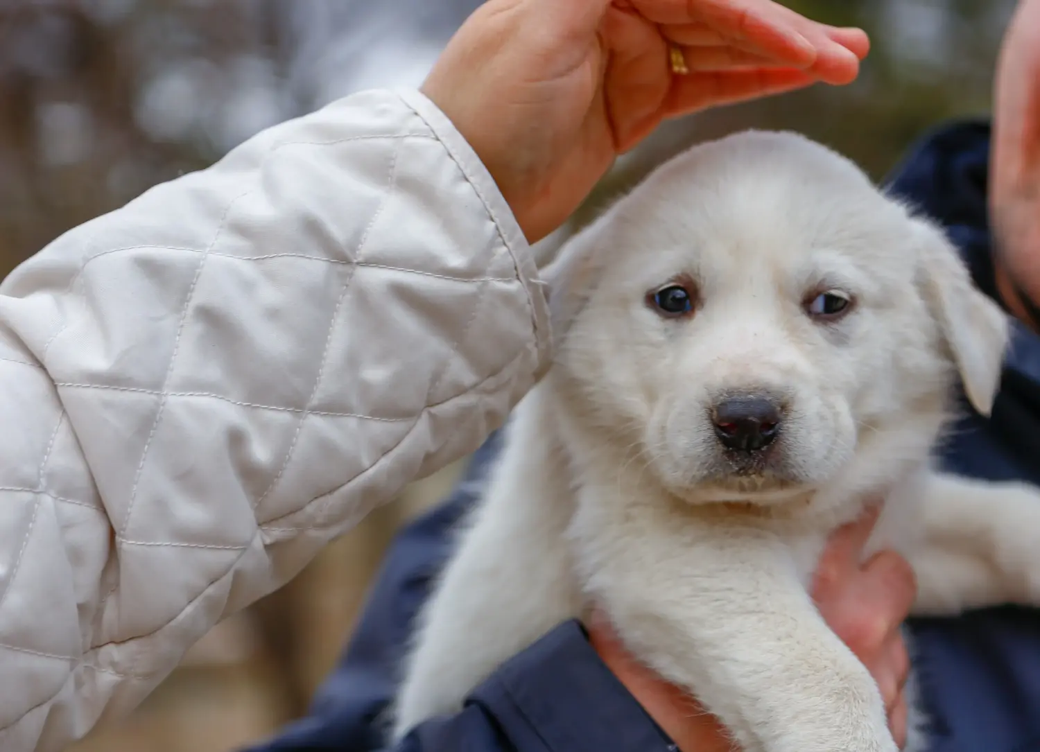 Akbash kölyökkutya vásárlása felelősségvállalást jelent! Akbash kölyökkutyák vásárlása.
