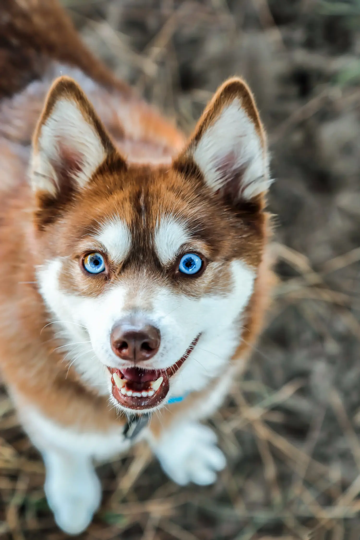 Alaszkai Klee Kai kiskutya vásárlása felelősségvállalást jelent! Alaszkai Klee Kai kölyökkutyák vásárlása.