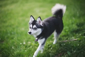 Read more about the article Alaszkai Klee Kai tenyésztők és kölykök Rajna-vidék-Pfalzban