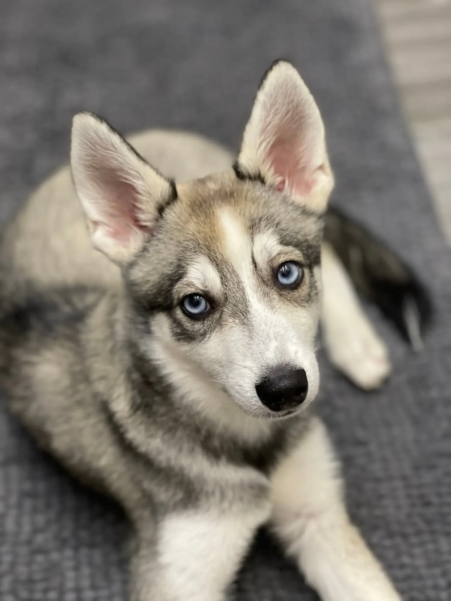 Alaszkai Klee Kai kiskutya vásárlása felelősségvállalást jelent! Alaszkai Klee Kai kölyökkutyák vásárlása.