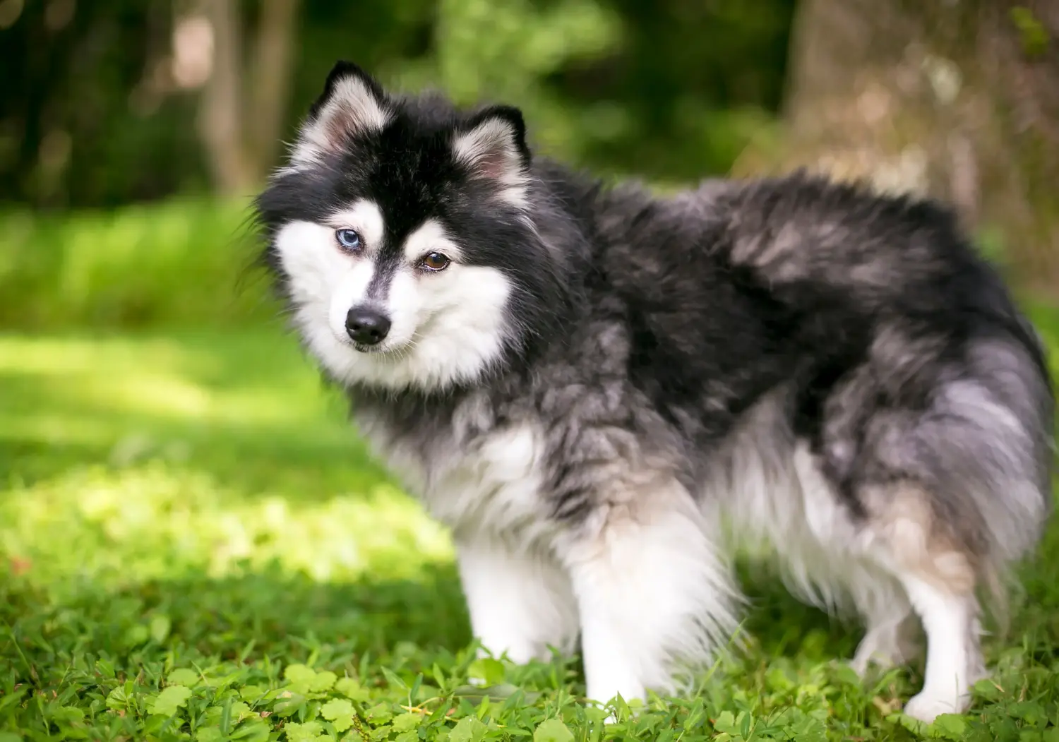 Alaszkai Klee Kai kiskutya vásárlása felelősségvállalást jelent! Alaszkai Klee Kai kölyökkutyák vásárlása.