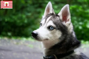 Read more about the article Alaszkai Klee Kai tenyésztő és kölykök Brémában