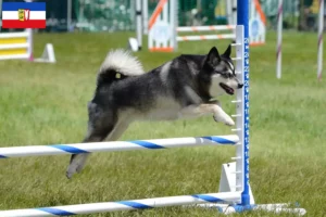 Read more about the article Alaszkai Klee Kai tenyésztők és kölykök Schleswig-Holstein tartományban