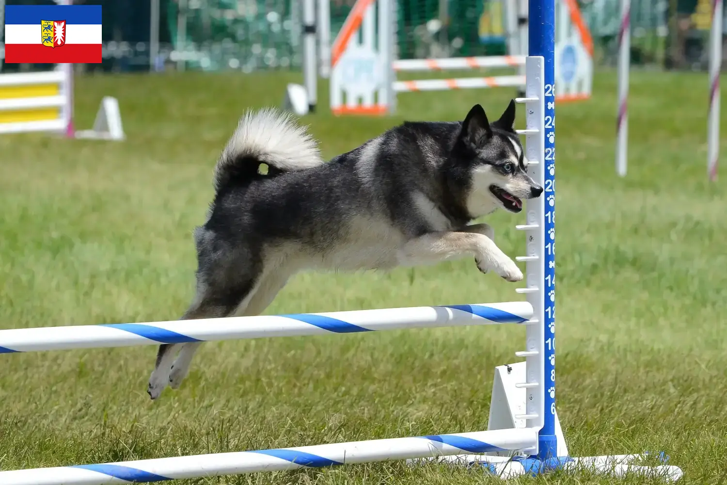 Alaszkai Klee Kai kölyökkutyák és tenyésztők Schleswig-Holstein Itt talál Alaskan Klee Kais tenyésztőket Schleswig-Holstein tartományban.