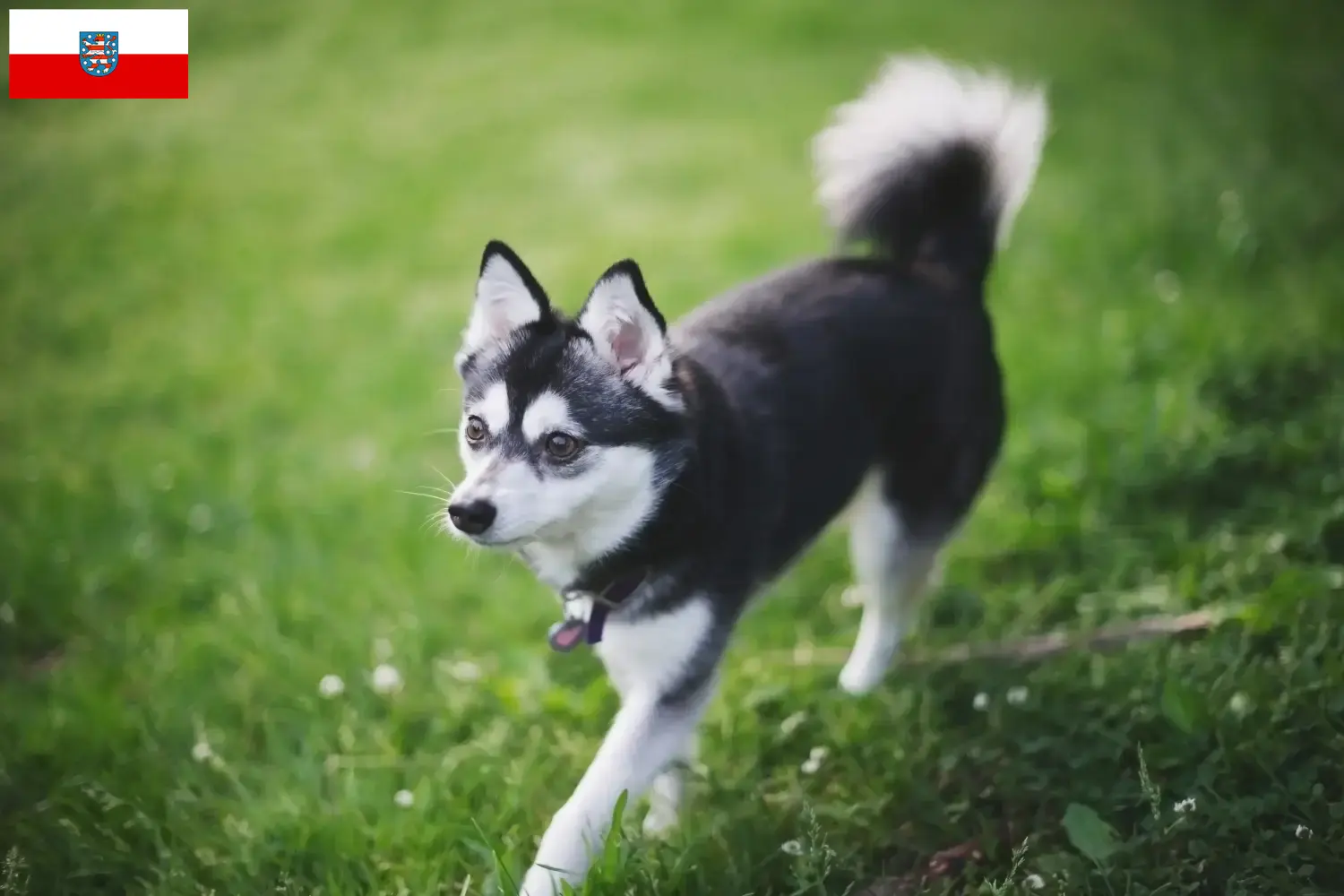 Read more about the article Alaszkai Klee Kai tenyésztő és kölykök Türingiában