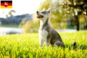 Read more about the article Alaszkai Klee Kai tenyésztő és kölykök Alsó-Szászországban