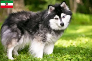 Read more about the article Alaszkai Klee Kai tenyésztők és kölykök Észak-Rajna-Vesztfália tartományban