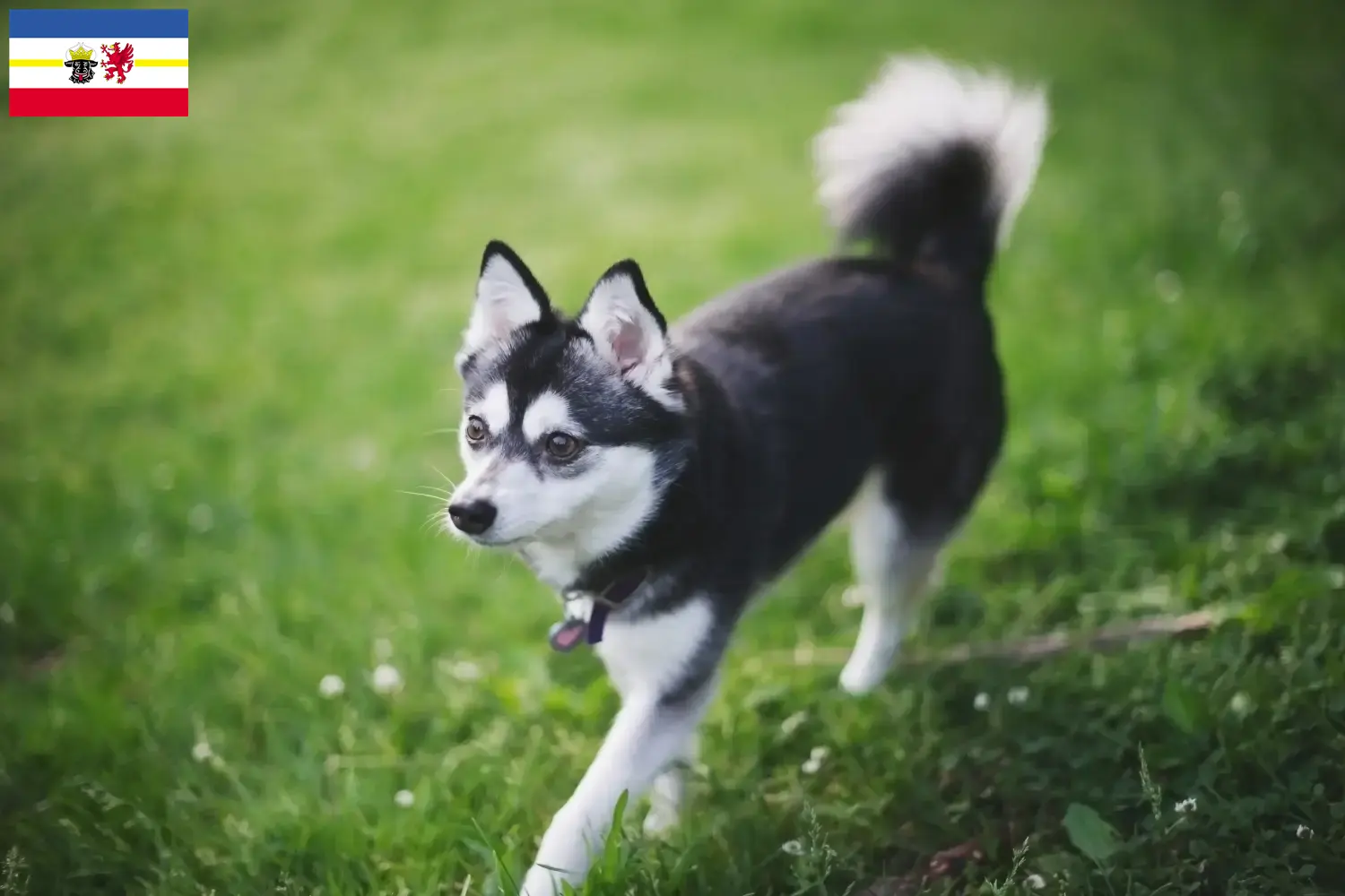 Itt talál Alaskan Klee Kai tenyésztőket Mecklenburg-Elő-Pomeránia területén.