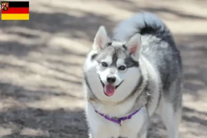 Read more about the article Alaszkai Klee Kai tenyésztők és kölykök Rajna-vidék-Pfalzban