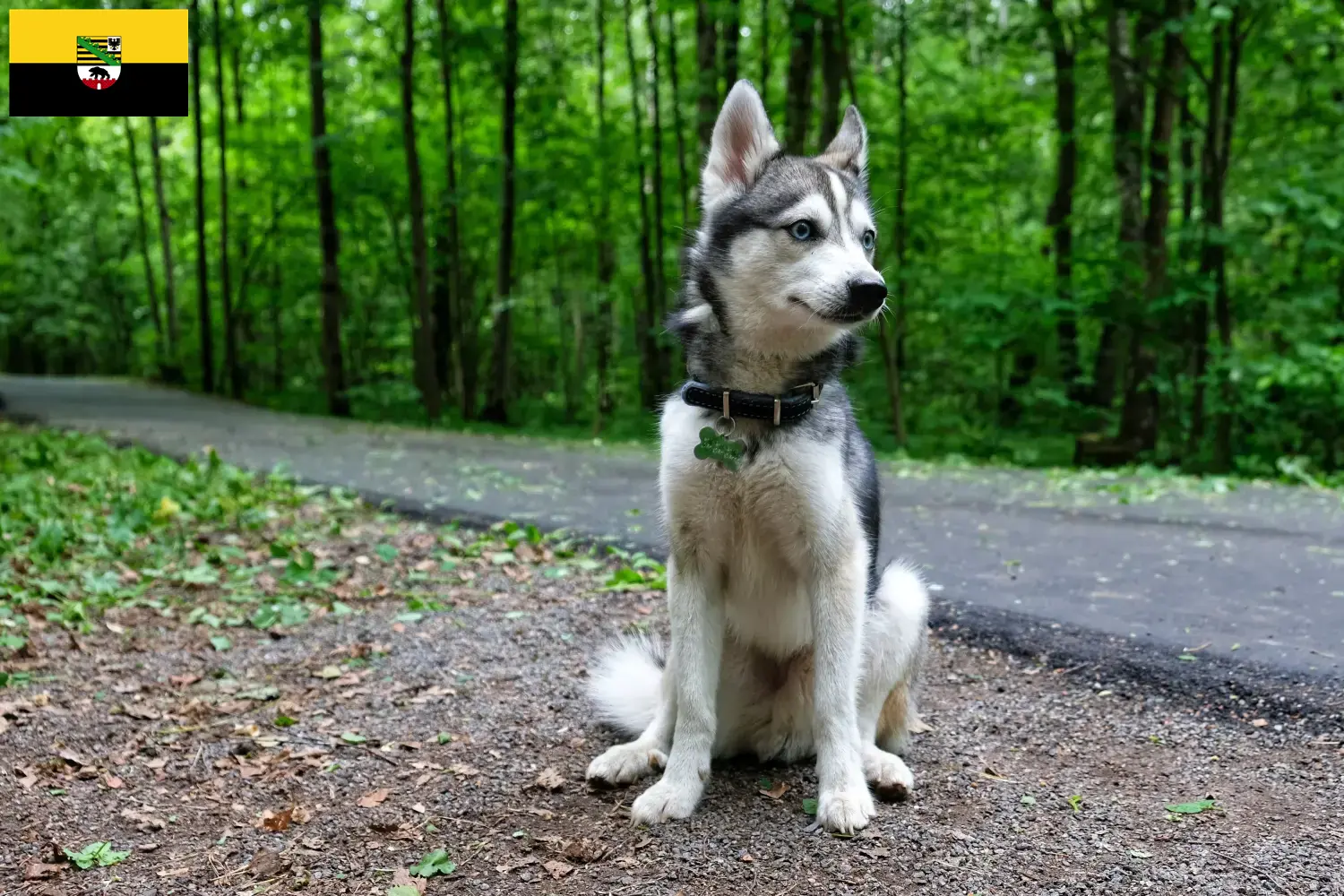 Read more about the article Alaszkai Klee Kai tenyésztők és kölykök Szász-Anhaltban