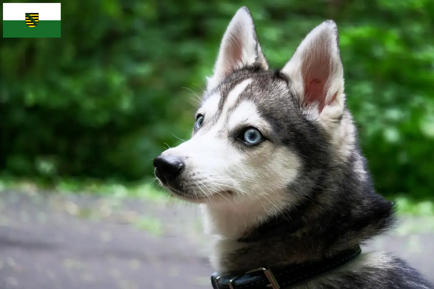 Alaszkai Klee Kai kölykök és tenyésztők Szászországban Itt talál Alaskan Klee Kais tenyésztőket Szászországban.