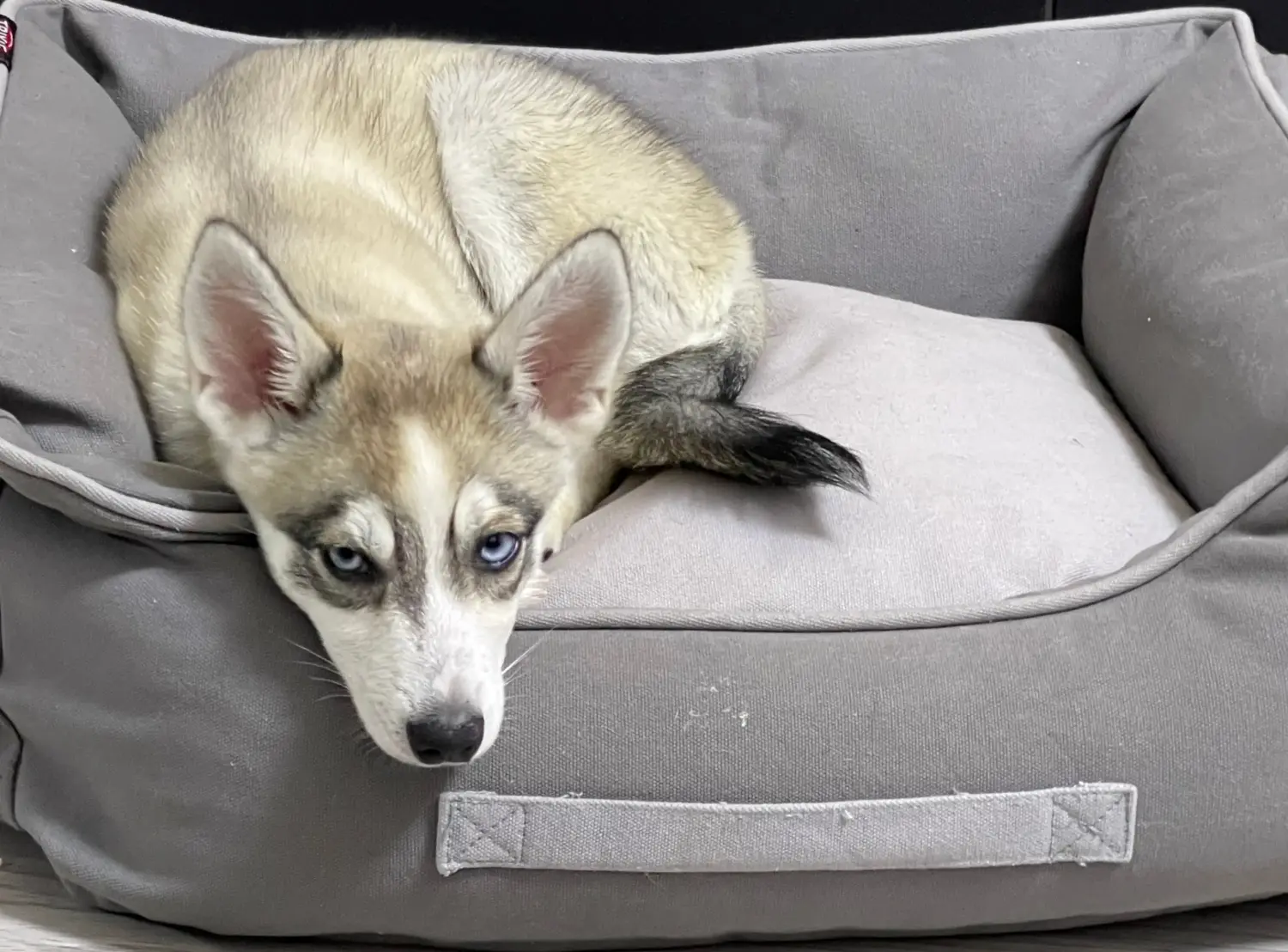 Alaszkai Klee Kai kiskutya vásárlása felelősségvállalást jelent! Alaszkai Klee Kai kölyökkutyák vásárlása.