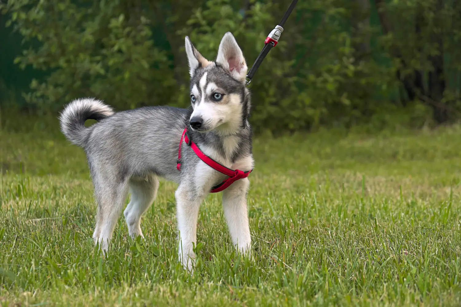 Alaszkai Klee Kai kiskutya vásárlása felelősségvállalást jelent! Alaszkai Klee Kai kölyökkutyák vásárlása.
