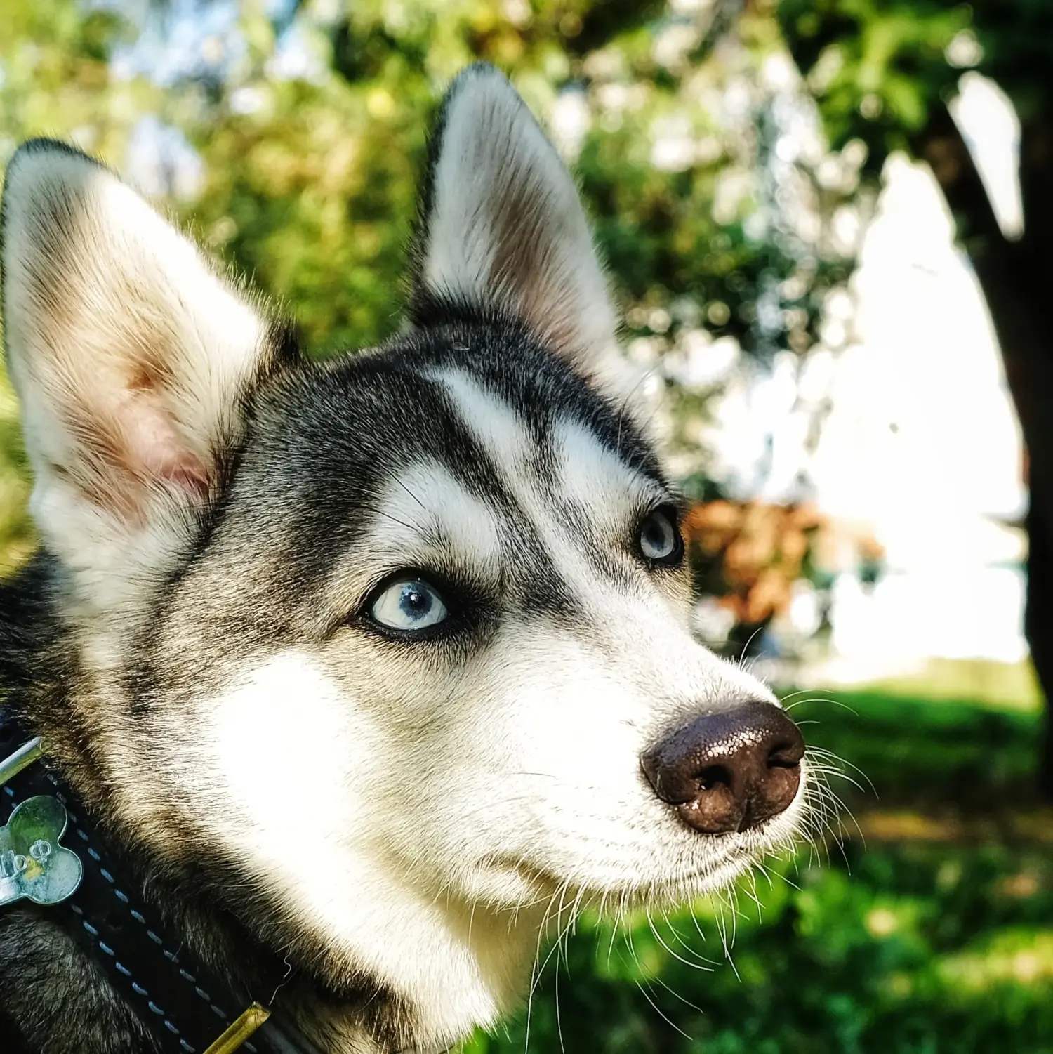Alaszkai Klee Kai kiskutya vásárlása felelősségvállalást jelent! Alaszkai Klee Kai kölyökkutyák vásárlása.