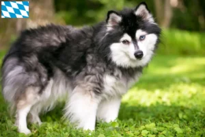 Read more about the article Alaszkai Klee Kai tenyésztő és kiskutyák Bajorországban
