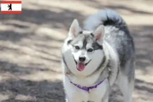 Read more about the article Alaszkai Klee Kai tenyésztő és kölykök Berlinben