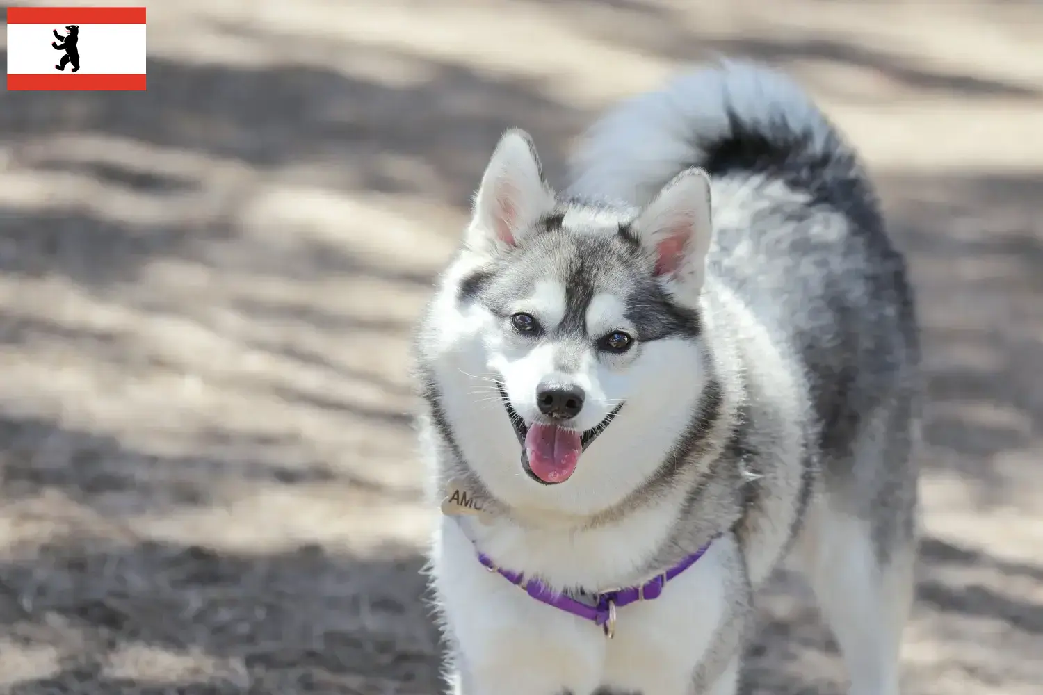 Alaszkai Klee Kai kölykök és tenyésztők Berlin