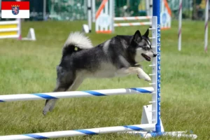 Read more about the article Alaszkai Klee Kai tenyésztő és kölykök Hessenben