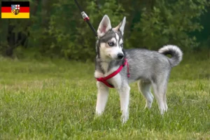 Read more about the article Alaszkai Klee Kai tenyésztő és kölykök Saar-vidéken