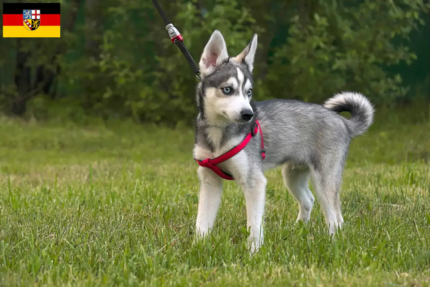 Alaszkai Klee Kai kiskutyák és tenyésztők Saarland Itt talál Alaszkai Klee Kais tenyésztőket Saar-vidéken.