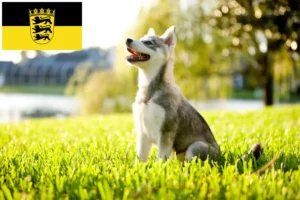Read more about the article Alaszkai Klee Kai tenyésztők és kölykök Baden-Württembergben
