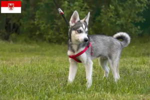 Read more about the article Alaszkai Klee Kai tenyésztő és kölykök Brandenburgban