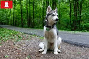 Read more about the article Alaszkai Klee Kai tenyésztő és kölykök Hamburgban