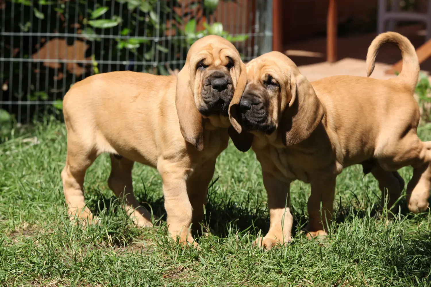 Bloodhound kölyökkutya vásárlása felelősségvállalást jelent! Bloodhound kiskutyák vásárlása.