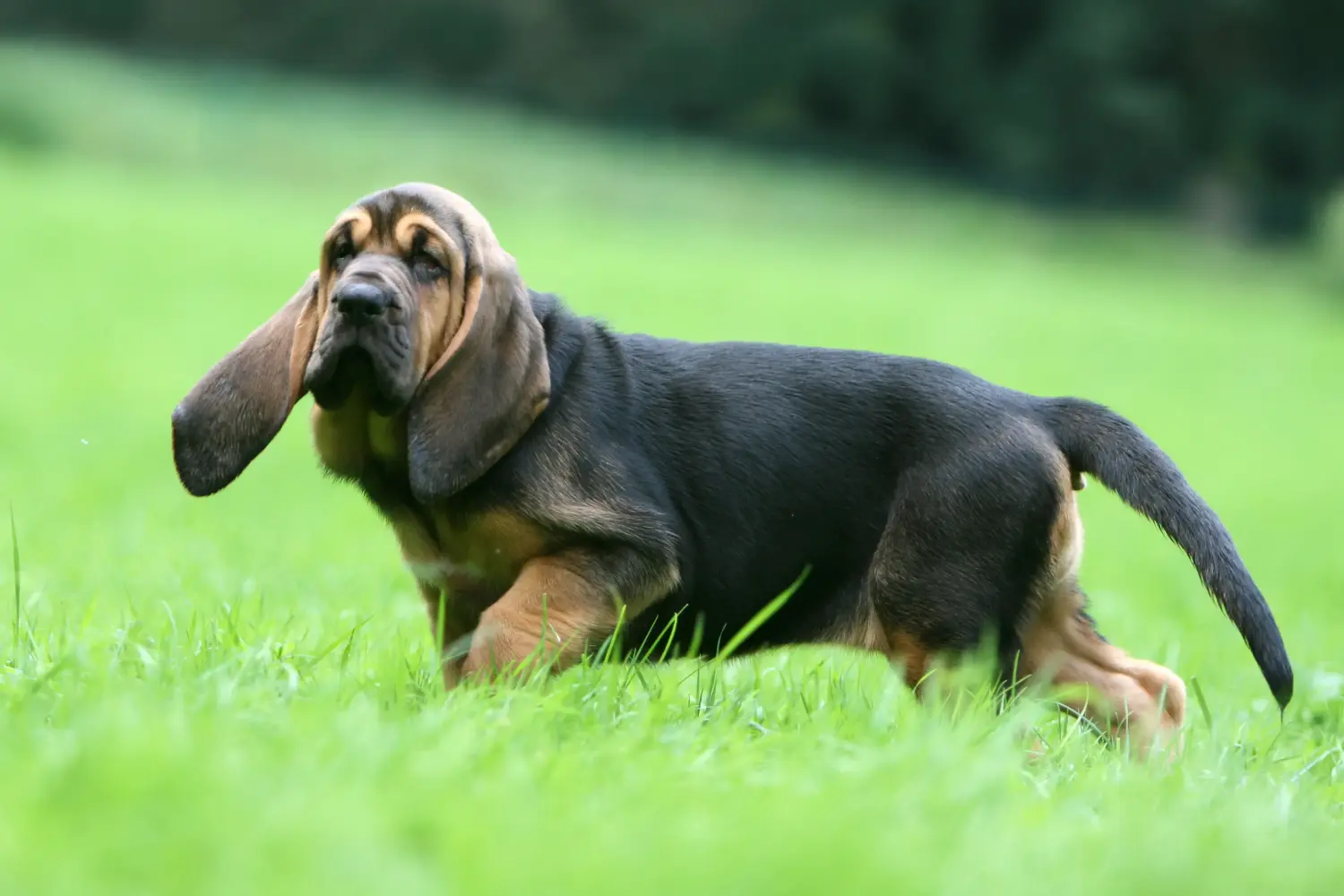 Bloodhound kölyökkutya vásárlása felelősségvállalást jelent! Bloodhound kiskutyák vásárlása.