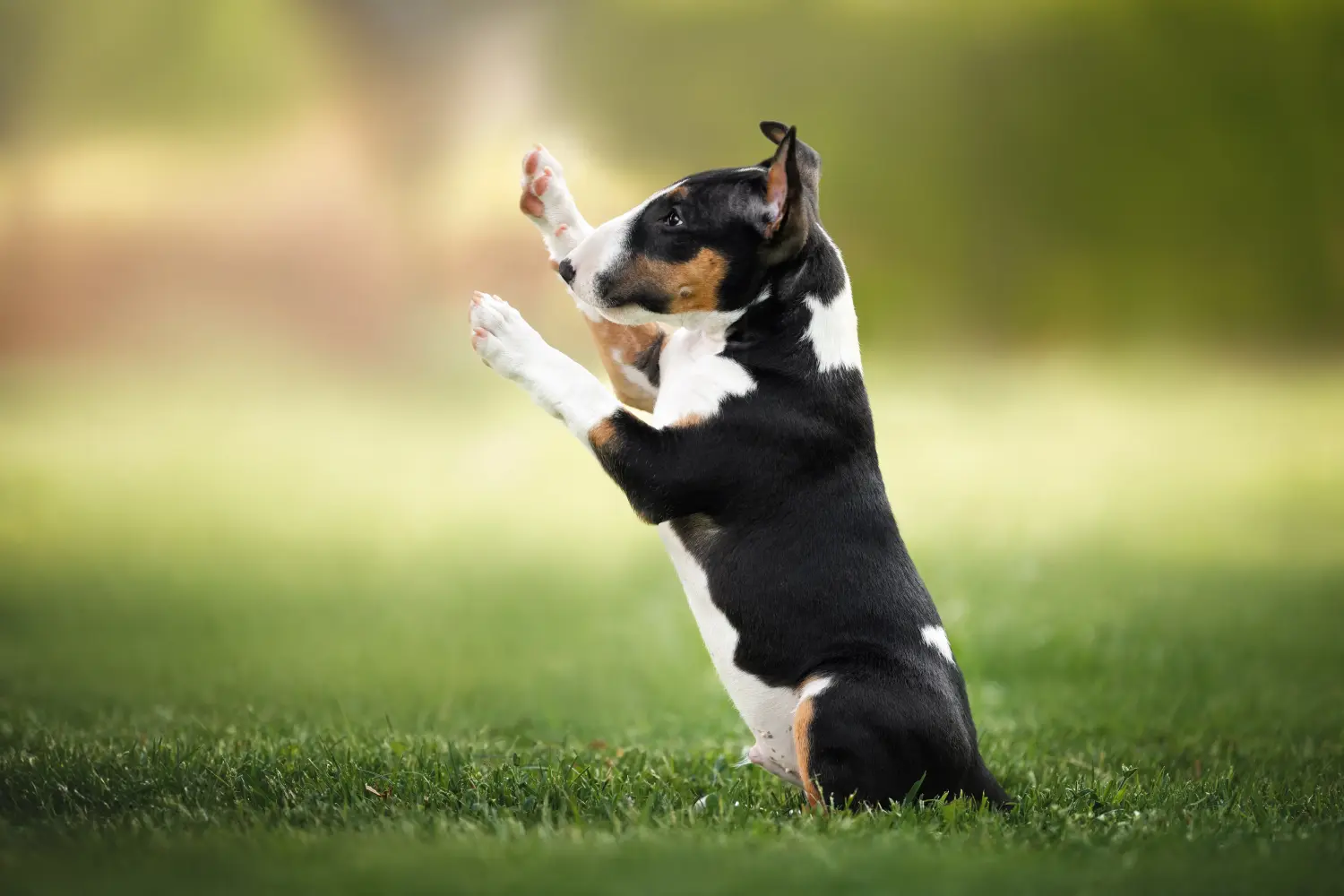 Bullterrier kölyökkutya vásárlása felelősségvállalást jelent! Bullterrier kölyökkutyák vásárlása.