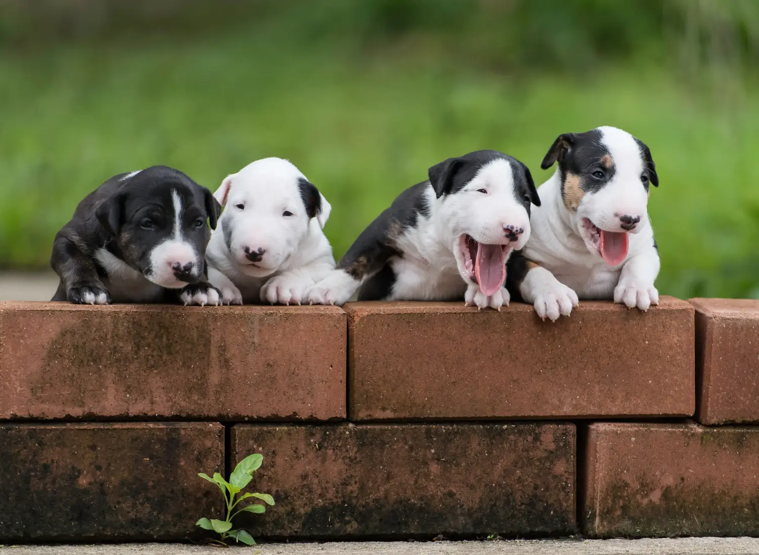 Bullterrier kölyökkutya vásárlása felelősségvállalást jelent! Bullterrier kölyökkutyák vásárlása.