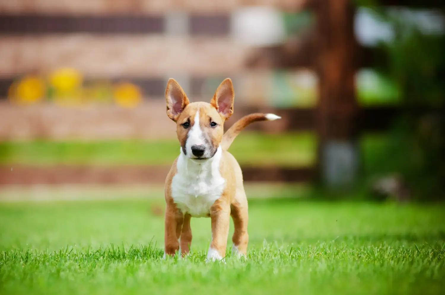 Bullterrier kölyökkutya vásárlása felelősségvállalást jelent! Bullterrier kölyökkutyák vásárlása.
