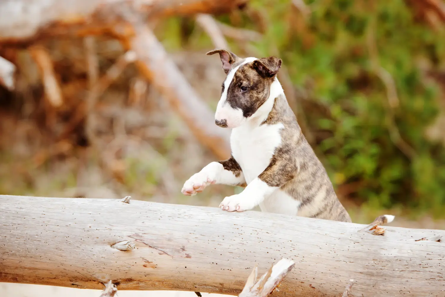 Bullterrier kölyökkutya vásárlása felelősségvállalást jelent! Bullterrier kölyökkutyák vásárlása.