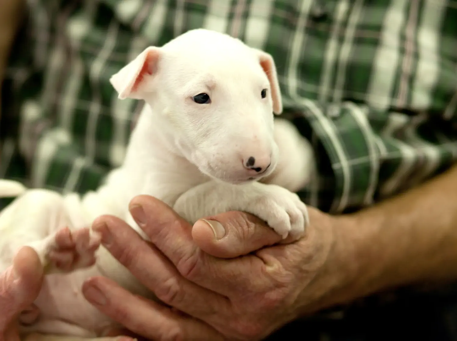 Bullterrier kölyökkutya vásárlása felelősségvállalást jelent! Bullterrier kölyökkutyák vásárlása.