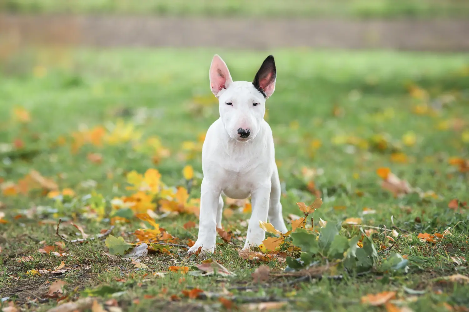 Bullterrier kölyökkutya vásárlása felelősségvállalást jelent! Bullterrier kölyökkutyák vásárlása.