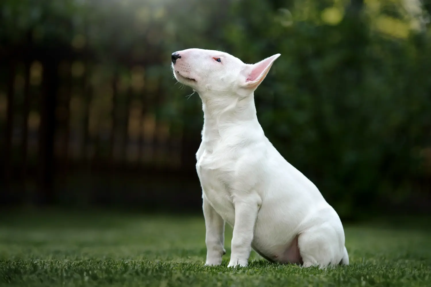 Bullterrier kölyökkutya vásárlása felelősségvállalást jelent! Bullterrier kölyökkutyák vásárlása.