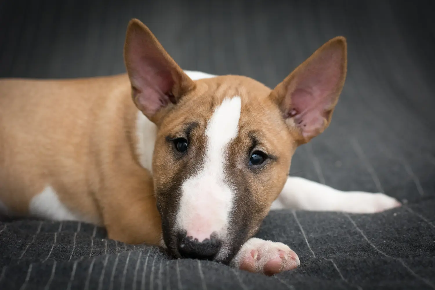 Bullterrier kölyökkutya vásárlása felelősségvállalást jelent! Bullterrier kölyökkutyák vásárlása.
