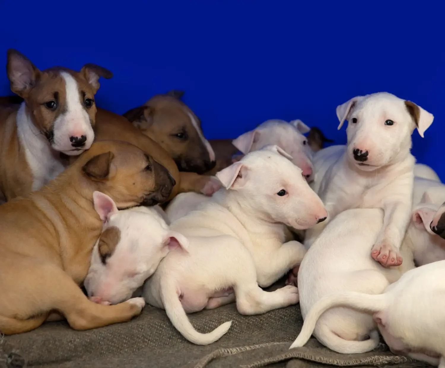 Bullterrier kölyökkutya vásárlása felelősségvállalást jelent! Bullterrier kölyökkutyák vásárlása.