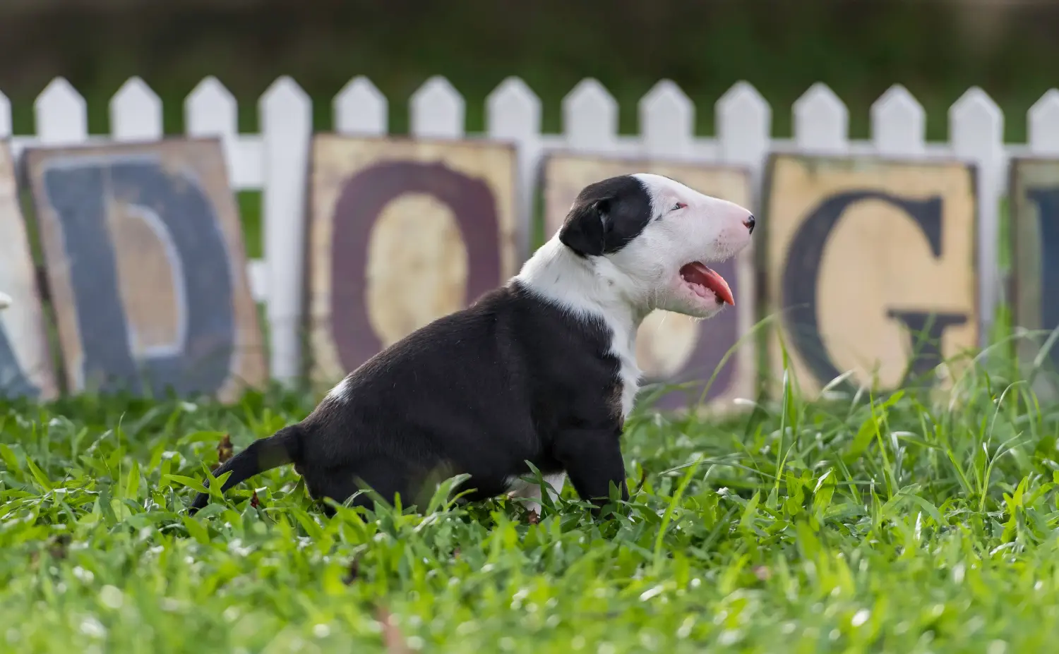 Bullterrier kölyökkutya vásárlása felelősségvállalást jelent! Bullterrier kölyökkutyák vásárlása.