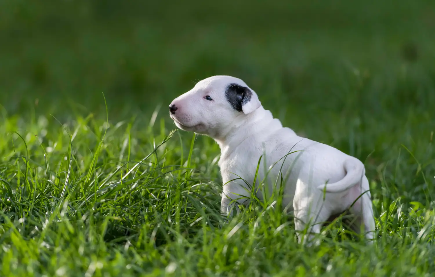 Bullterrier kölyökkutya vásárlása felelősségvállalást jelent! Bullterrier kölyökkutyák vásárlása.
