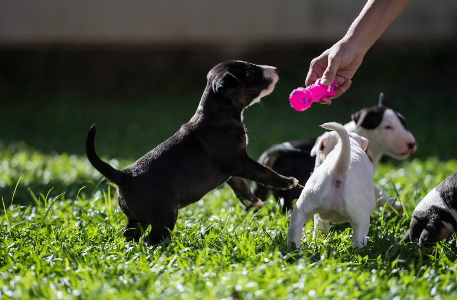 Bullterrier kölyökkutya vásárlása felelősségvállalást jelent! Bullterrier kölyökkutyák vásárlása.