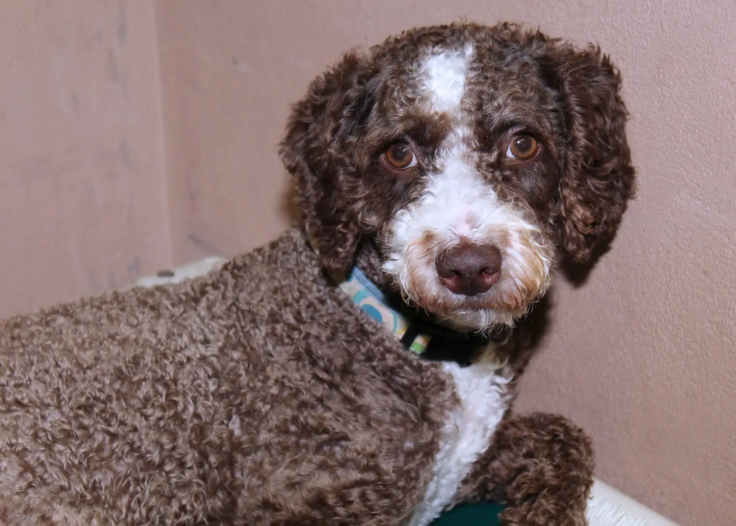 Egy Cão de Agua português kiskutya megvásárlása felelősségvállalást jelent! Vásároljon Cão de Agua português kiskutyákat.