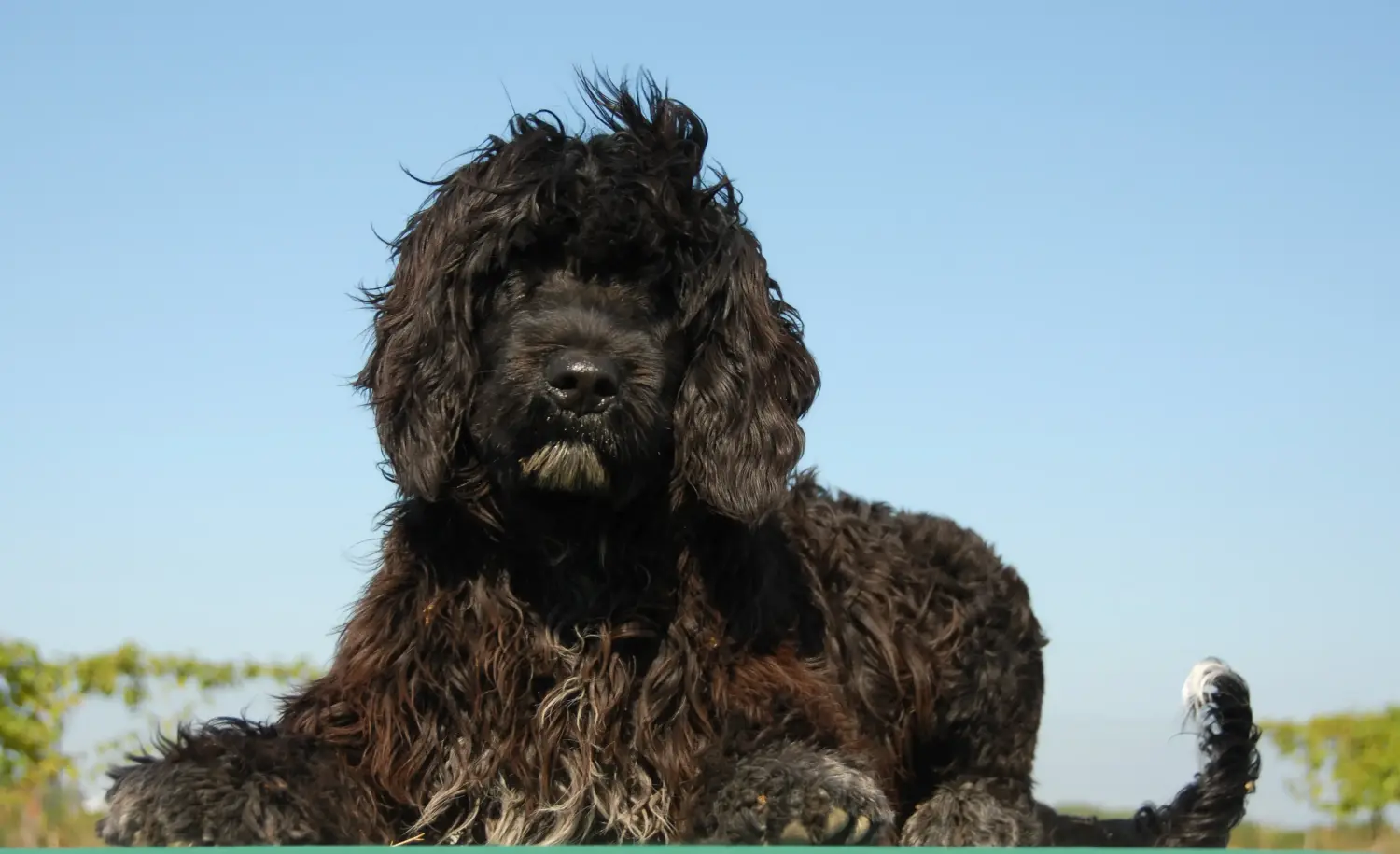 Egy Cão de Agua português kiskutya megvásárlása felelősségvállalást jelent! Vásároljon Cão de Agua português kiskutyákat.
