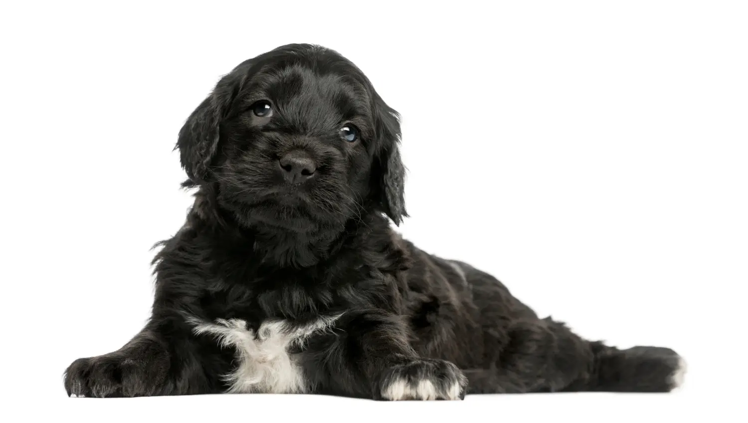 Egy Cão de Agua português kiskutya megvásárlása felelősségvállalást jelent! Vásároljon Cão de Agua português kiskutyákat.